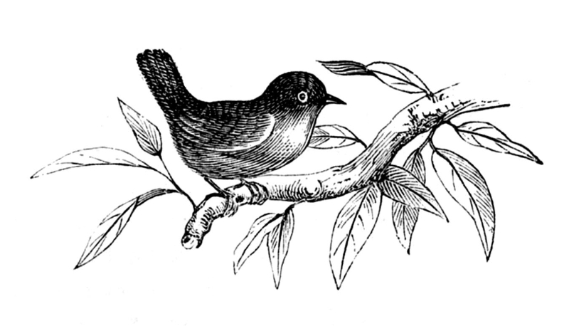 bird-on-branch