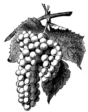 grape-illustration