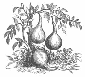 gourds_on_branch