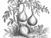 gourds_on_branch