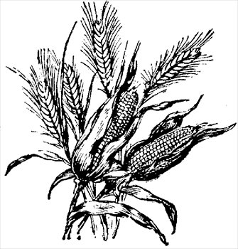 corn_wheat