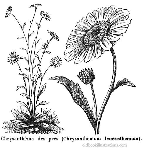 daisy-illustration